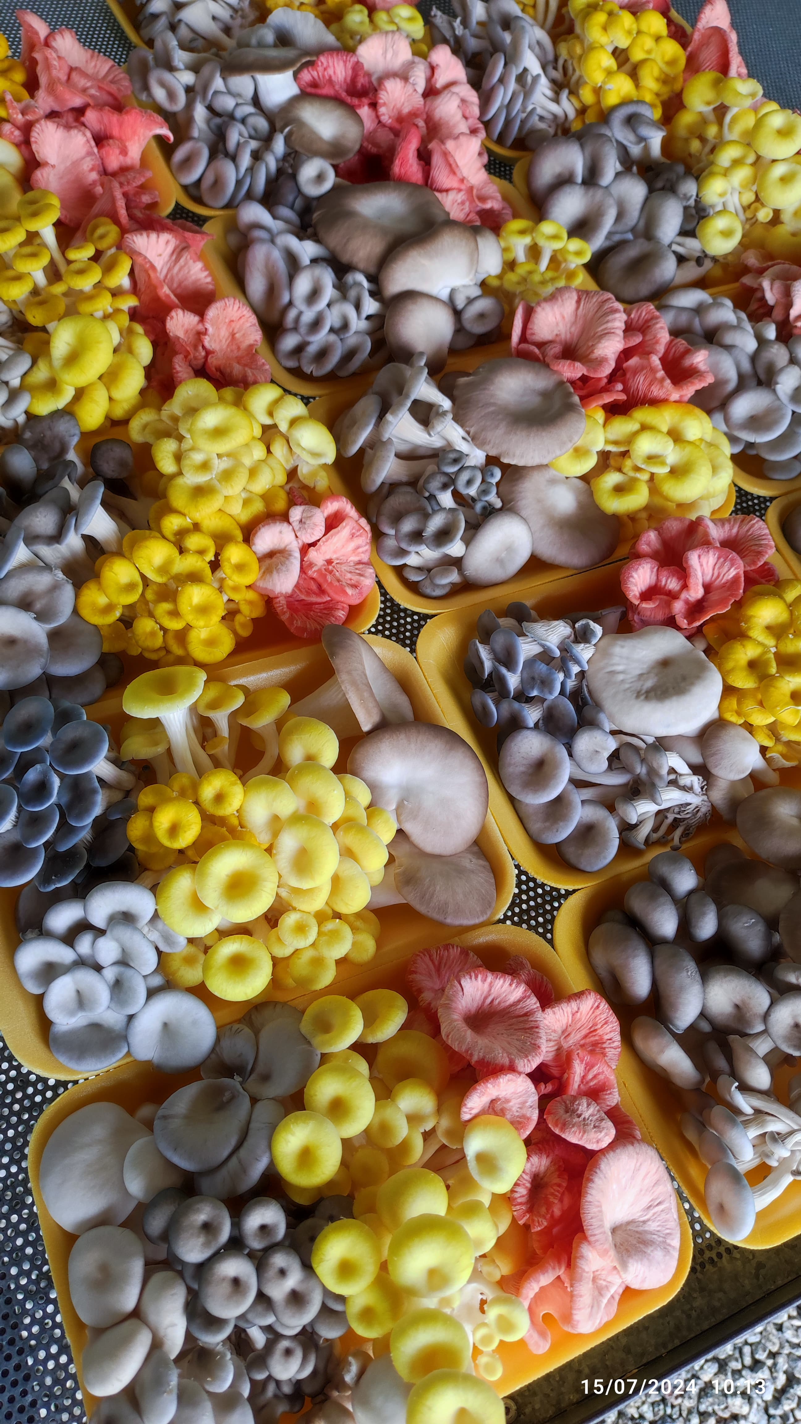 Rotina prática de produção