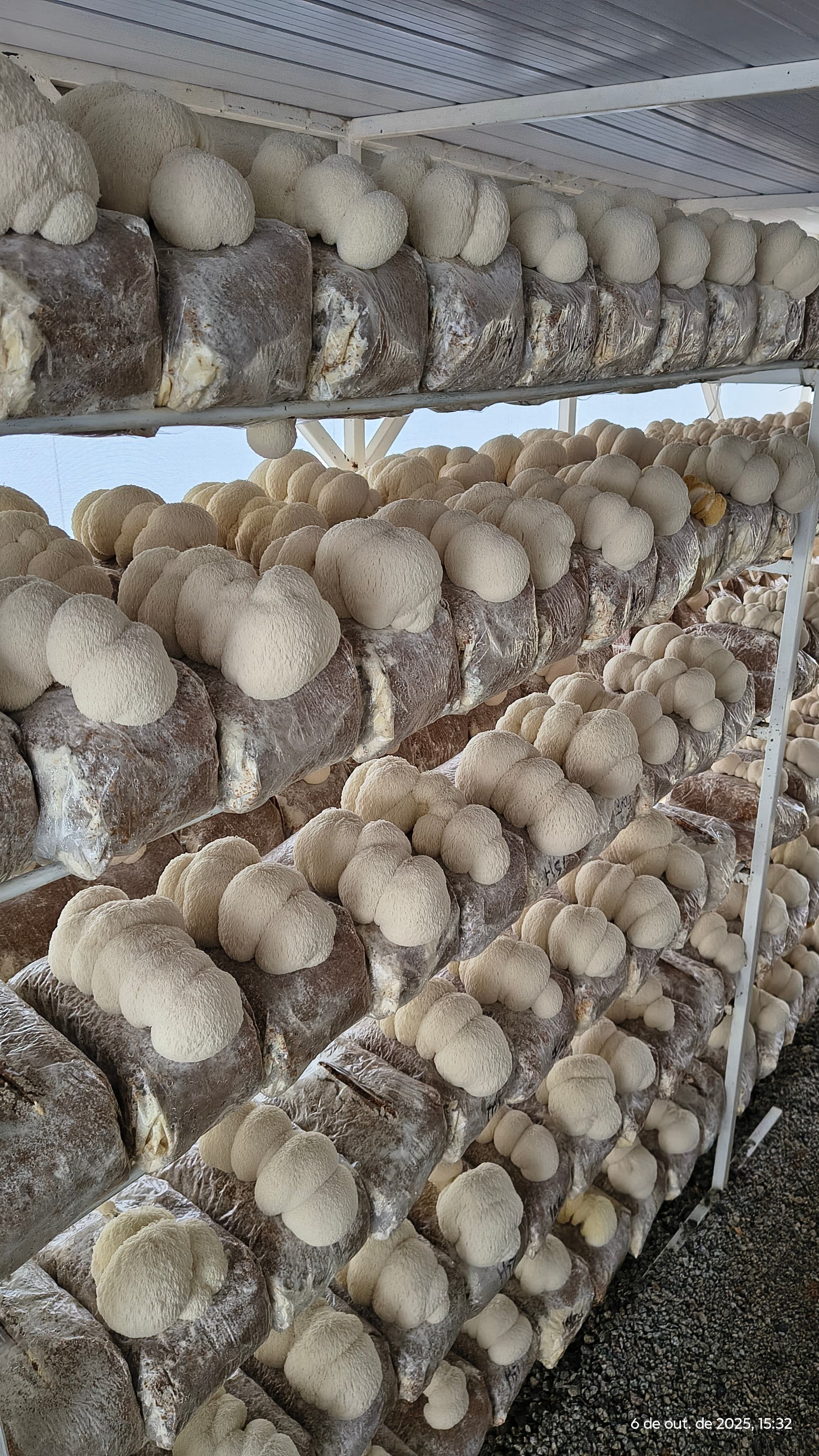 Cultivo de cogumelos Fungivale