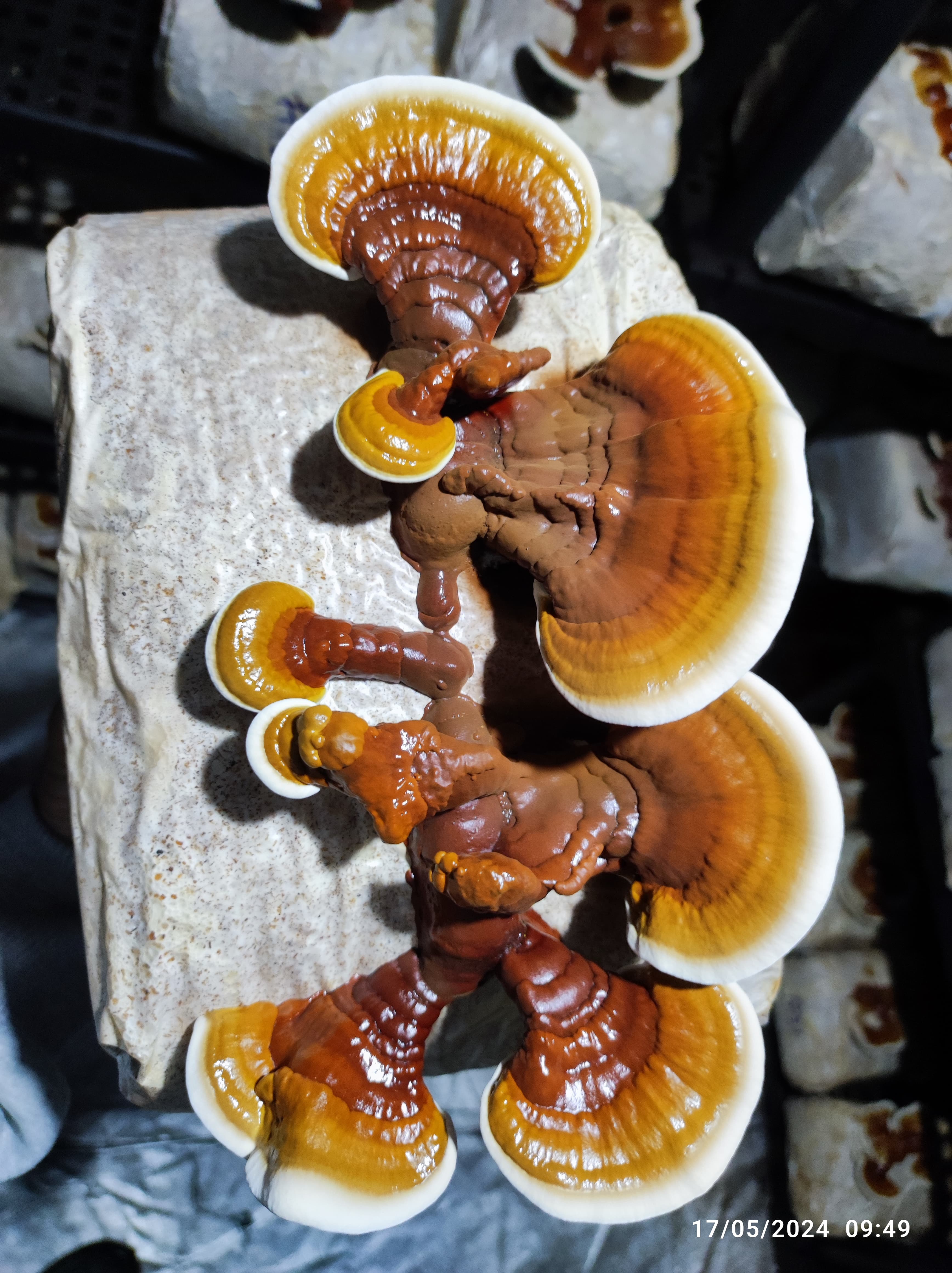 Cogumelos funcionais